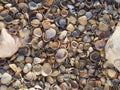 Natural abstract background made of seashells. Colorful shells of different sizes as a postcard or background Royalty Free Stock Photo