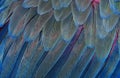 Natural abstract background. Natural blue background. Macaw feathers pattern. Bright colorful feathers of a parrot. tropical bird Royalty Free Stock Photo