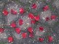 Natural background rose petals on asphalt Royalty Free Stock Photo