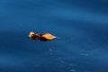 Natural abstract background. Yellow dry leaf lying on the blue surface of the water close-up Royalty Free Stock Photo