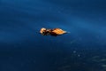 Natural abstract background. Yellow dry leaf lying on the blue surface of the water close-up Royalty Free Stock Photo