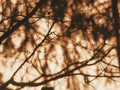 Natural abstract detailed texture. Branches dark shadow close up background.