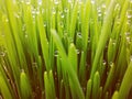 Natural abstract grass background Royalty Free Stock Photo