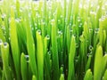 Natural abstract grass background Royalty Free Stock Photo