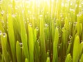 Natural abstract grass background Royalty Free Stock Photo