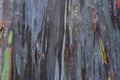 Colorful Rainbow Eucalyptus Bark Surface Detail (Eucalyptus deglupta) Royalty Free Stock Photo