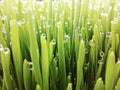 Natural abstract grass background Royalty Free Stock Photo