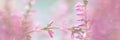 Natural abstract soft pink floral summer background with blurred flowers plant.  Defocused photo Royalty Free Stock Photo