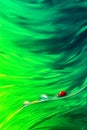 Natural abstract summer spring background. Red ladybug and dew drops against the background of green bright grass. Royalty Free Stock Photo