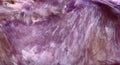 Natural abstract texture from lilac charoite Royalty Free Stock Photo