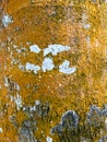 Natural Abstract Texture of Tree Bark with Vibrant Orange Moss and White Lichen Patches Royalty Free Stock Photo