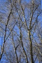 Natural Abstract Tree Pattern. Trees on blue clear sky background in forest. Bottom view. Royalty Free Stock Photo