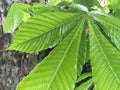 Natural abstract wallpaper. Green leaves. Minimalism. Royalty Free Stock Photo