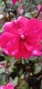 Natural, Abstrak, Red flower in the rain, unknown, lost flower, one , behind the forest