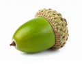 Natural Acorn Isolated On White Royalty Free Stock Photo