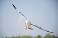 The seagull spread wings very wide to fly in the sky