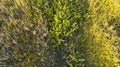 Natural aerial abstract surface background top view of uncultivated meadow with colorful flowers, foliage plants and shrubs