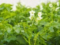 Natural agricultural background. Growing potatoes in the garden. White flowers and tops of potato plants Royalty Free Stock Photo