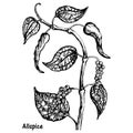 Natural allspice botanical hand drawn sketch vector