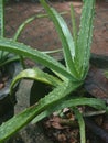 Natural Alovera plant Green color