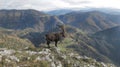 Natural alpine ibex capricorn standing on the top of the rock. Royalty Free Stock Photo