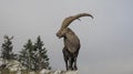 Natural alpine ibex capricorn standing on the top of the rock