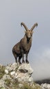 Natural alpine ibex capricorn standing on the top of the rock. Royalty Free Stock Photo