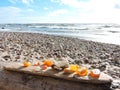 Natural amber on Baltic sea coast, Lithuania Royalty Free Stock Photo