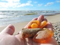 Natural amber on Baltic sea coast, Lithuania Royalty Free Stock Photo