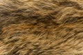 Natural animal fur background texture. brown wool close-up Royalty Free Stock Photo