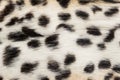 Natural animal fur background texture. Wool spotted pattern close-up Royalty Free Stock Photo