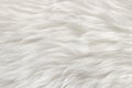 Natural animal white wool seamless texture background. light sheep wool. texture of fluffy fur for designers. close-up fragment