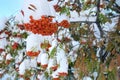 Natural anomaly. Early winter. Snow-covered mountain ash branches with bright juicy red clusters of berries and green Royalty Free Stock Photo