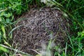 Natural anthill with ants close-up in the middle of meadow. Royalty Free Stock Photo