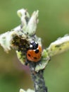 Natural aphid pest control ladybird predator on aphids Royalty Free Stock Photo