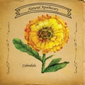 Natural Apothecary Calendula Marigold Royalty Free Stock Photo