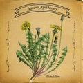 Natural Apothecary Dandelion