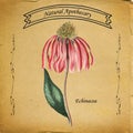 Natural Apothecary Echinacea