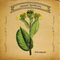 Natural Apothecary Elecampane