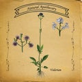 Natural Apothecary Valerian