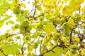 Natural apples on apple tree in autumn day