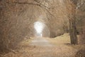 Natural arch created by leafless Fall season trees on a scenic trail in Hamilton, Ontario Canada