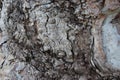 Natural Art. Close Up Old Eucalyptus Tree Bark Royalty Free Stock Photo