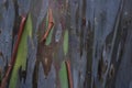 Abstract Multicolored Bark of Rainbow Eucalyptus Tree Royalty Free Stock Photo