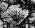 Natural artwork on a rock, lichen dendrites or bonsai trees