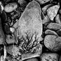 Natural artwork on a rock, lichen dendrites or bonsai trees