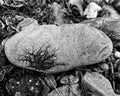 Natural artwork on a rock, lichen dendrites or bonsai trees