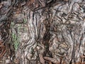 Convoluted Natural Textured Bark Pattern