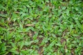 Natural asian green grass closeup in the morning