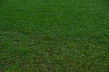 Natural asian green grass closeup in the morning